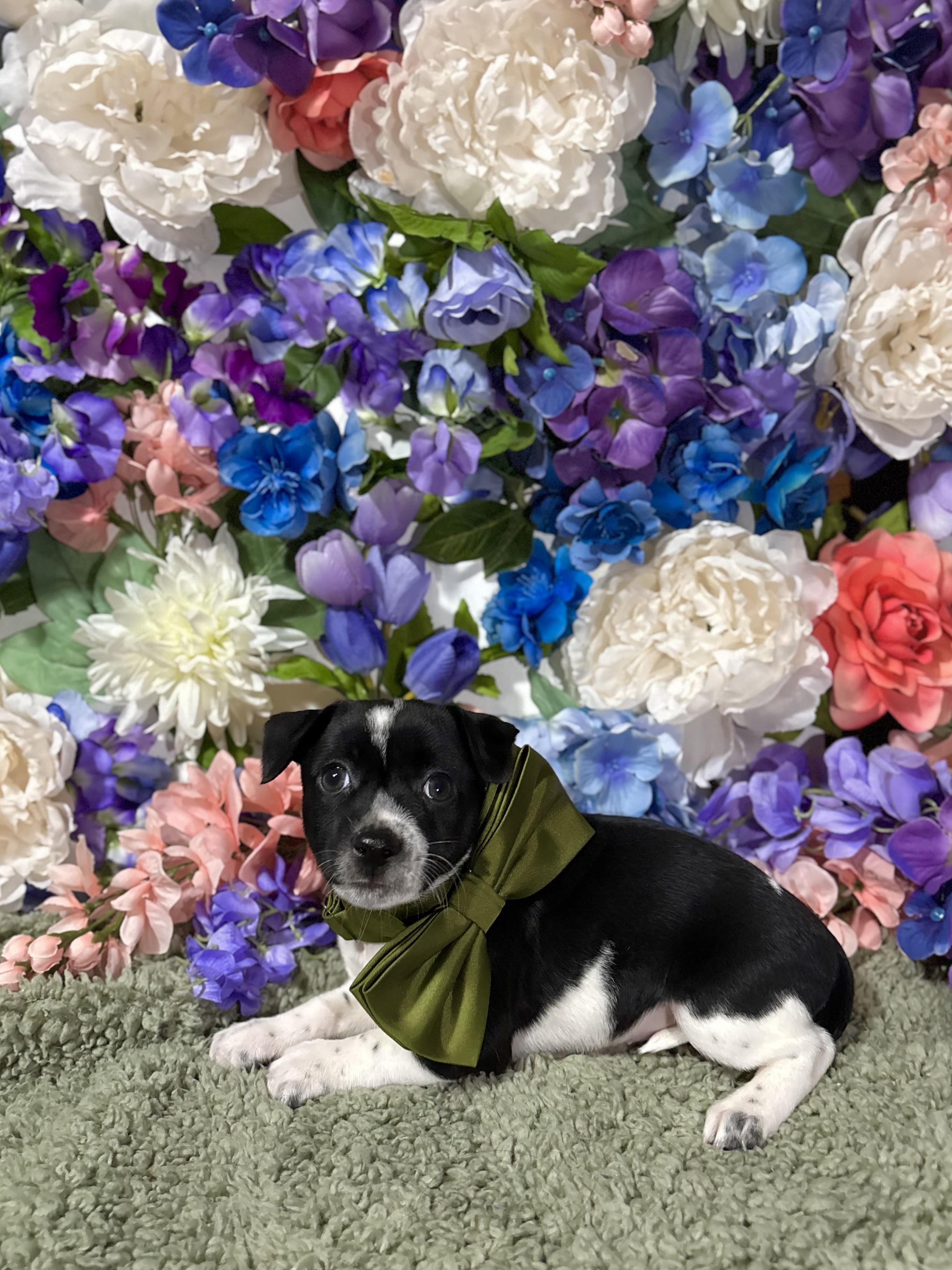 Enlarge Paprika - Spice Litter - DNA TESTED!!, an adopted mixed breed in Benbrook, TX image 3/6