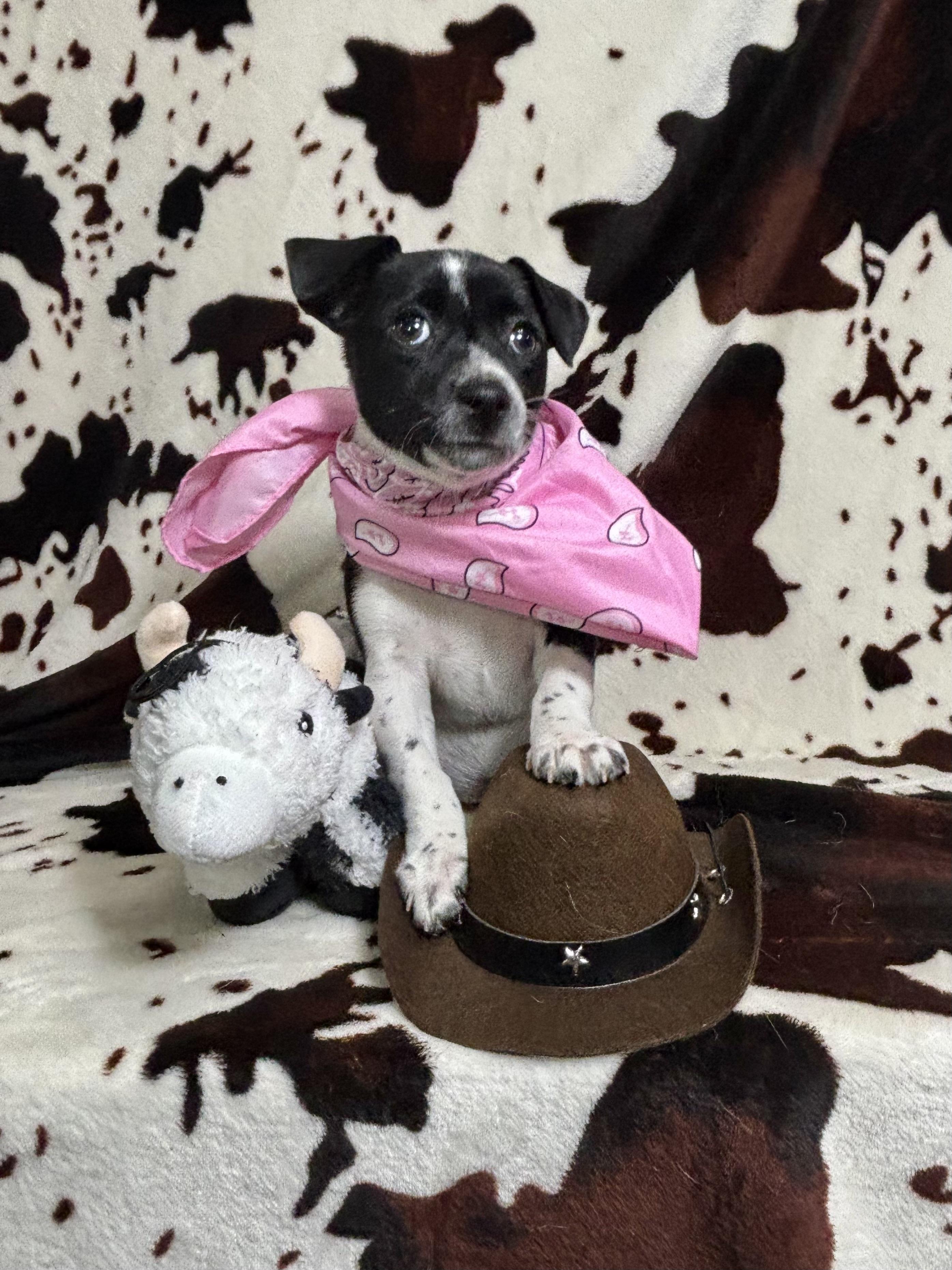 Enlarge Paprika - Spice Litter - DNA TESTED!!, an adopted mixed breed in Benbrook, TX image 2/6