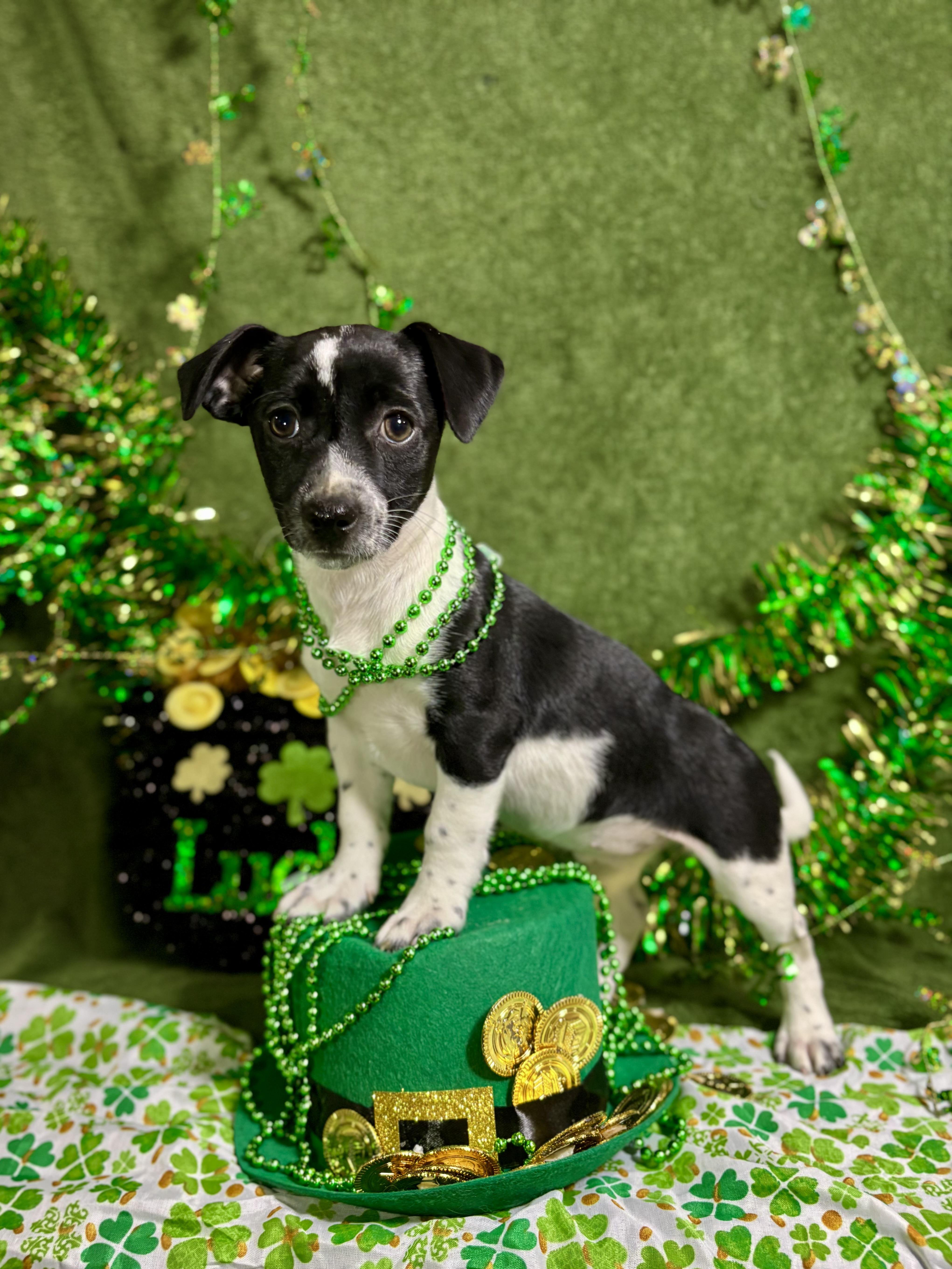 Paprika - Spice Litter - DNA TESTED!!, adopted, Puppy Female Jack Russell Terrier & Miniature Poodle.