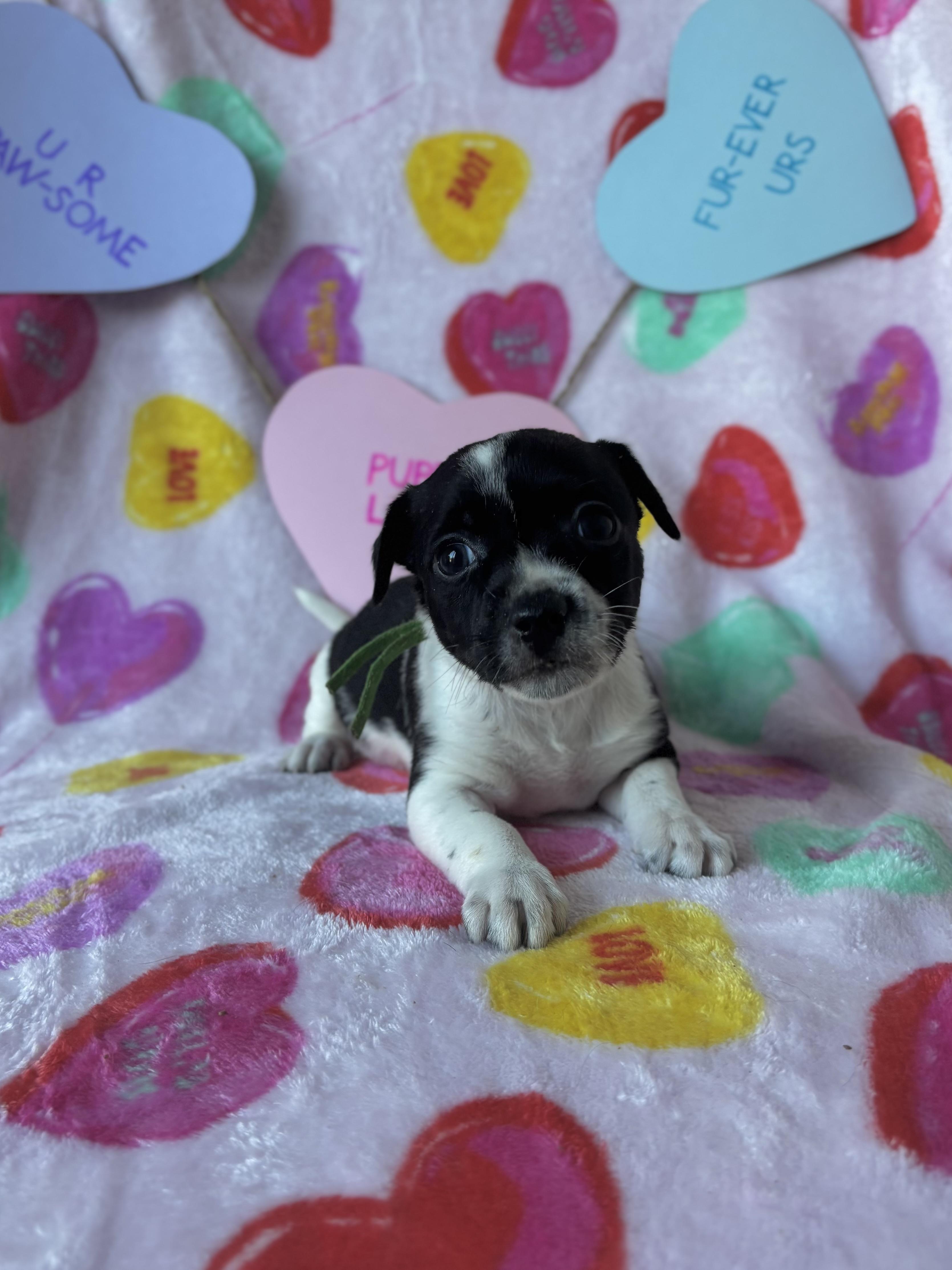 Enlarge Paprika - Spice Litter - DNA TESTED!!, an adopted mixed breed in Benbrook, TX image 5/6