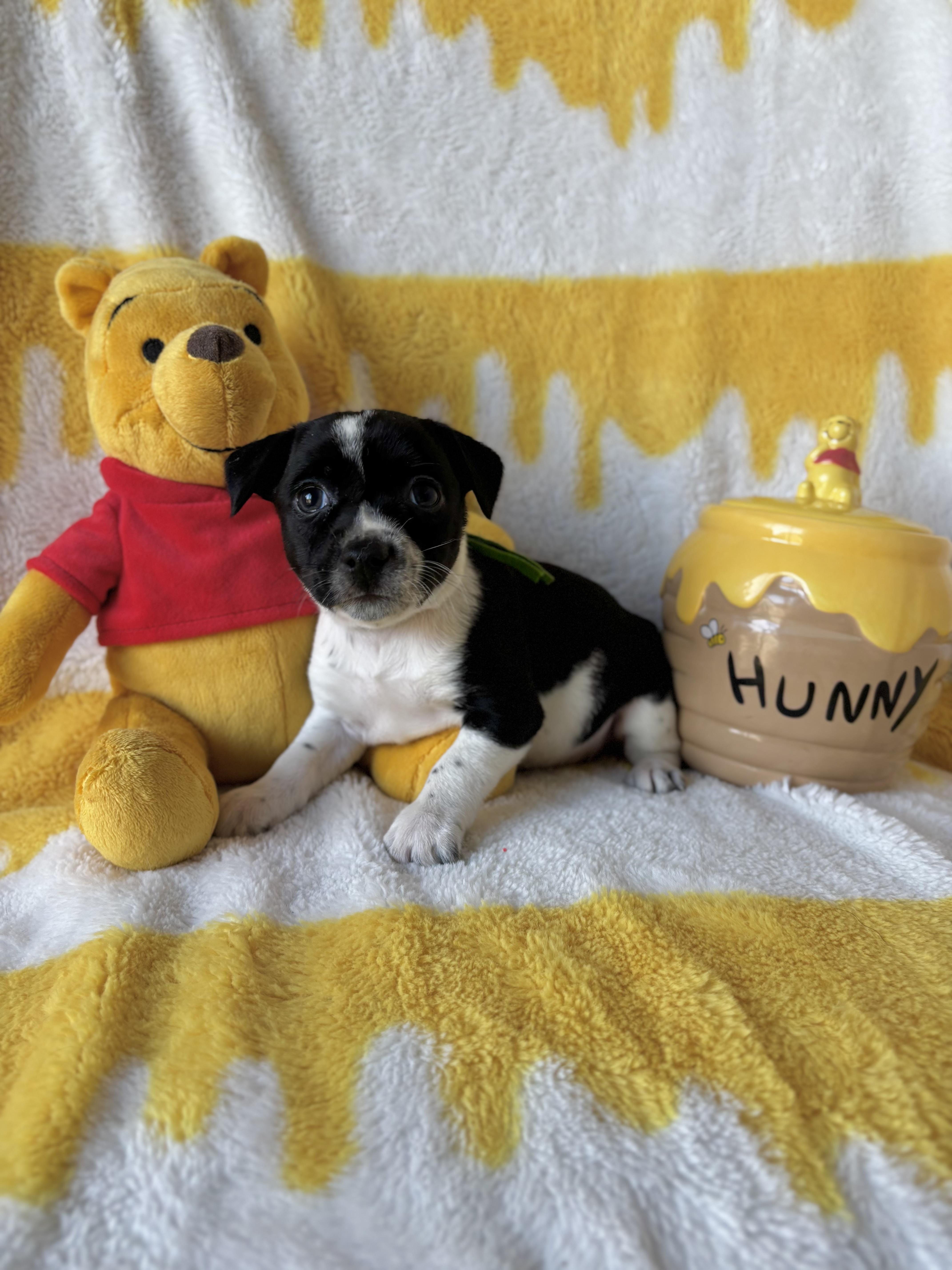 Enlarge Paprika - Spice Litter - DNA TESTED!!, an adopted mixed breed in Benbrook, TX image 4/6