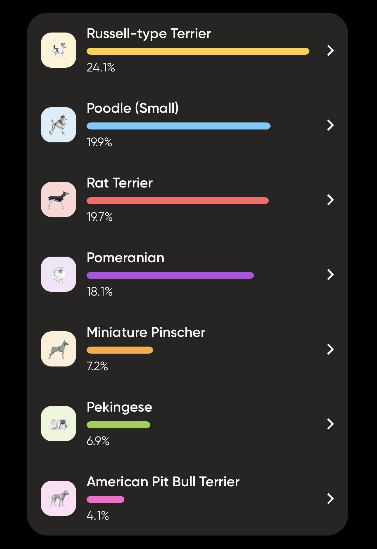 Enlarge Paprika - Spice Litter - DNA TESTED!!, an adopted mixed breed in Benbrook, TX image 6/6