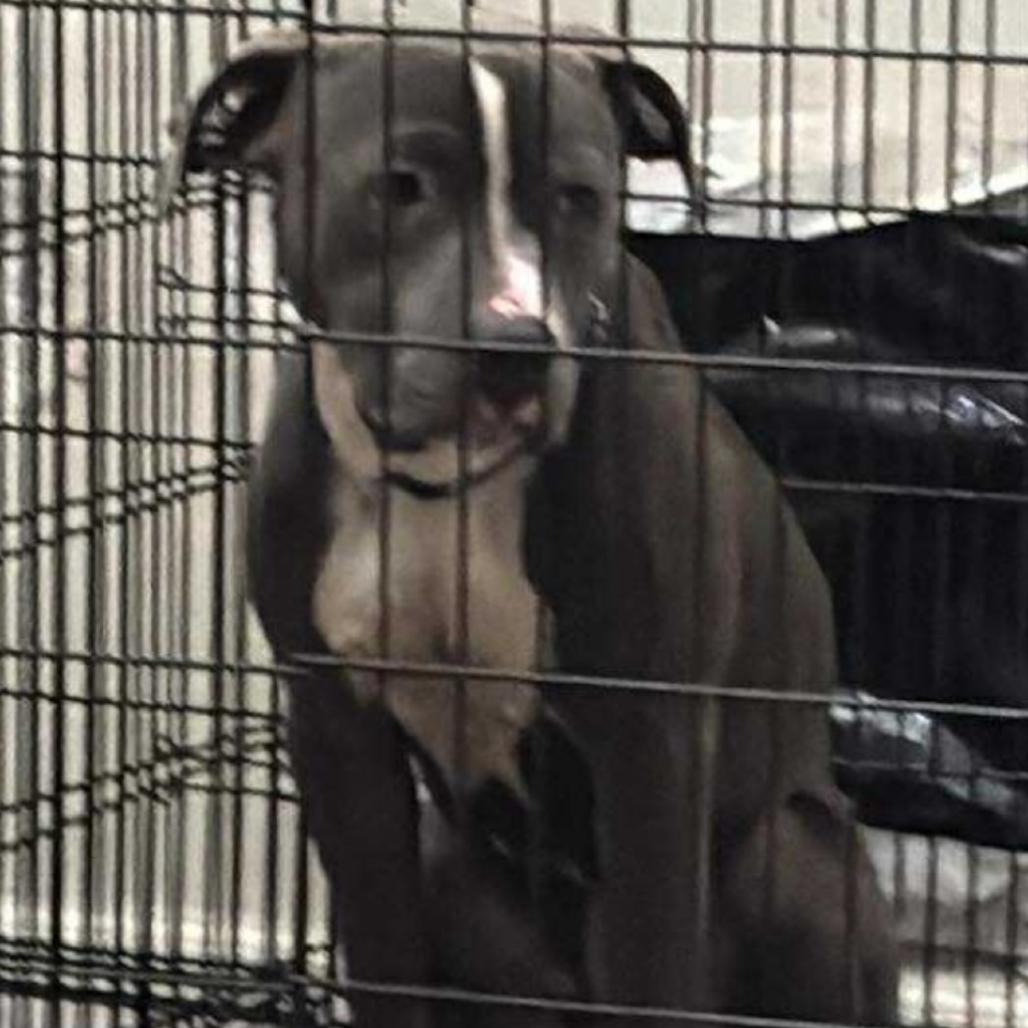 Duke - Home to Home, a Adoptable Pit Bull Terrier in South Elgin, IL image 2/5