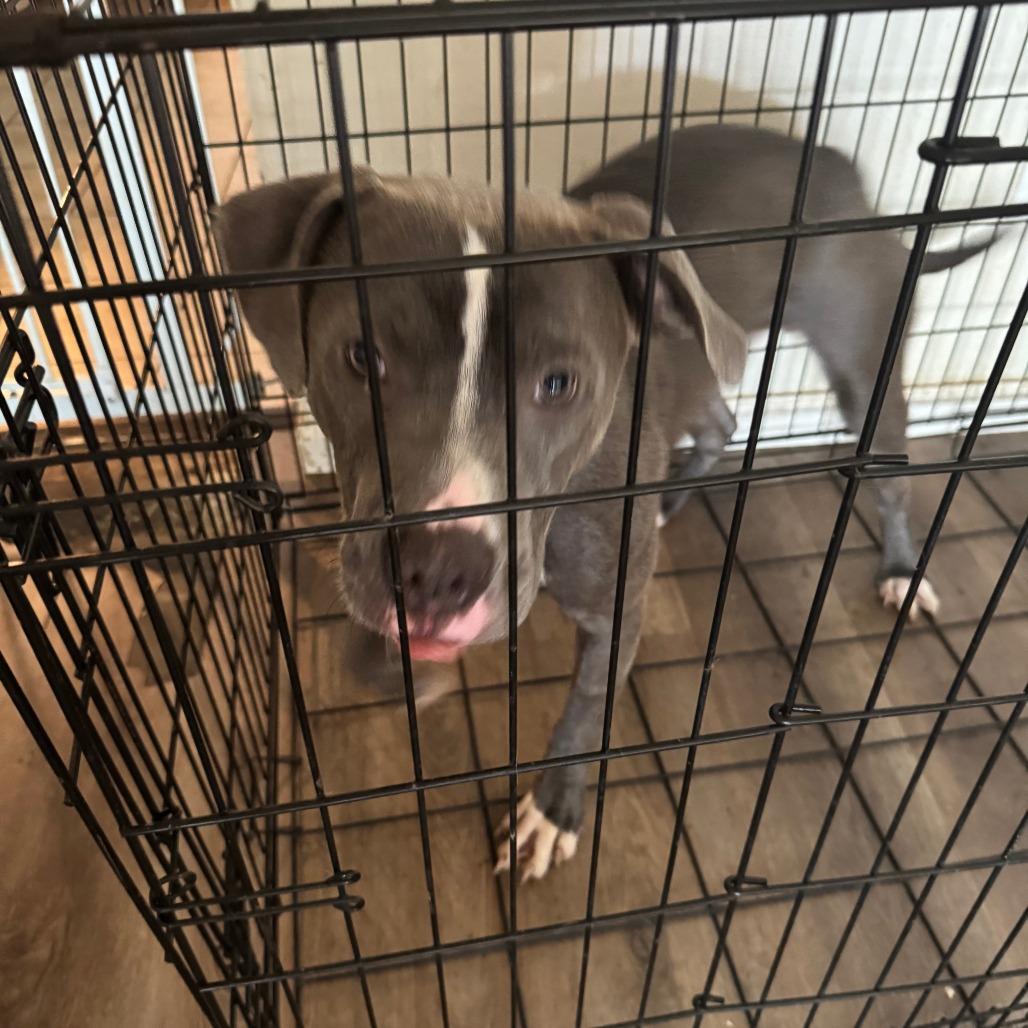 Duke - Home to Home, a Adoptable Pit Bull Terrier in South Elgin, IL image 3/5