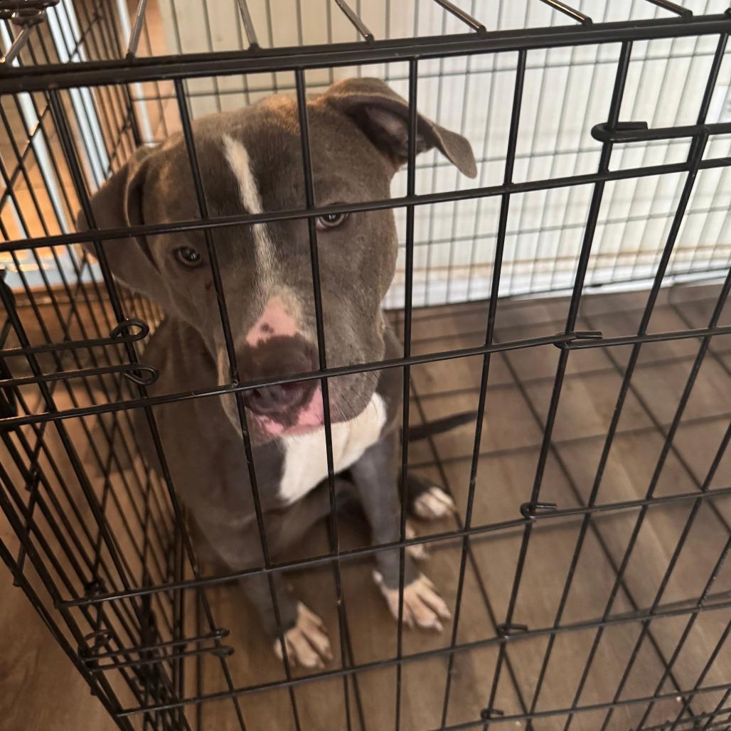 Duke - Home to Home, a Adoptable Pit Bull Terrier in South Elgin, IL image 4/5