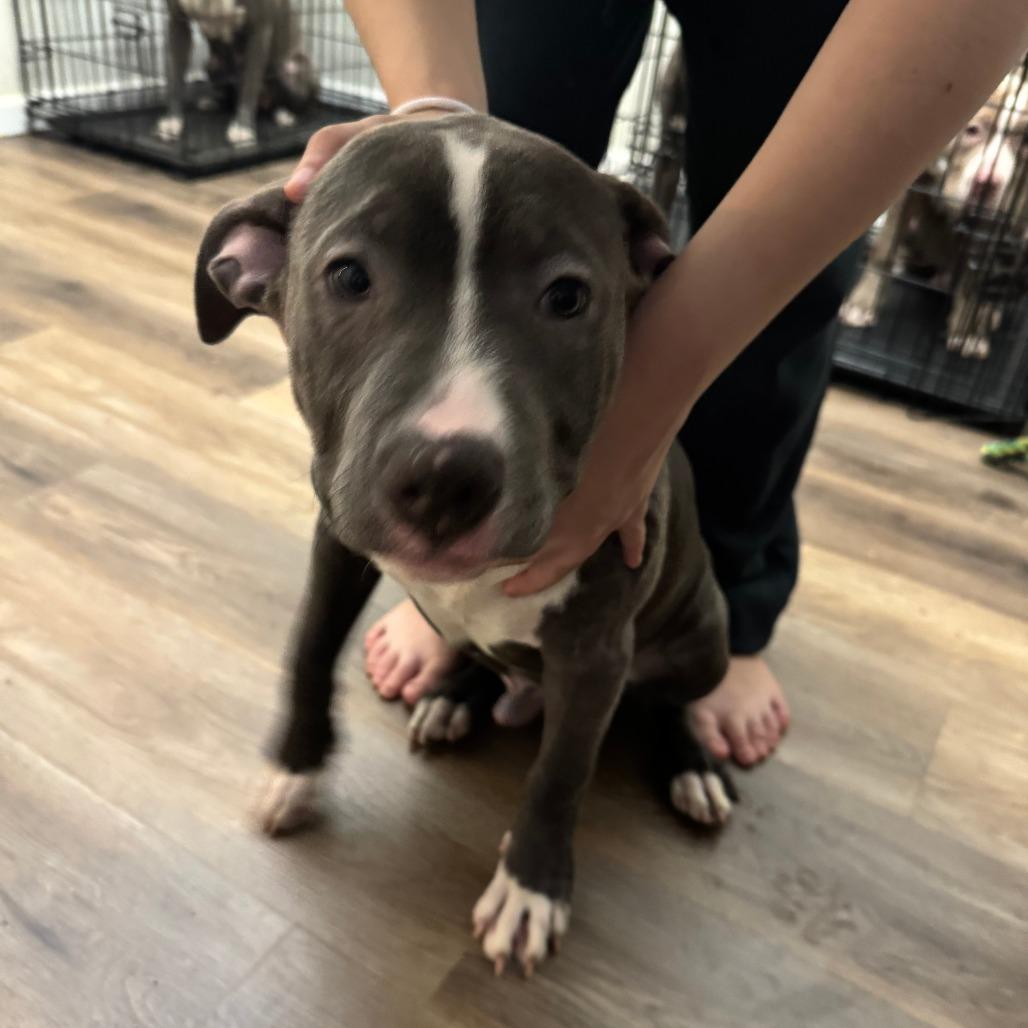 Duke - Home to Home, a Adoptable Pit Bull Terrier in South Elgin, IL image 5/5