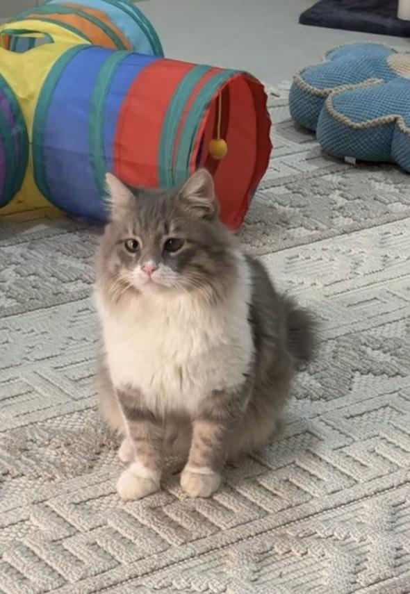 Kindly SA Purrsianx, adoptable, Adult Male Persian & Domestic Medium Hair.