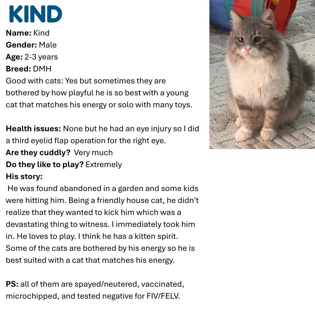 Enlarge Kindly SA Purrsianx, an adoptable mixed breed in New York, NY image 3/3