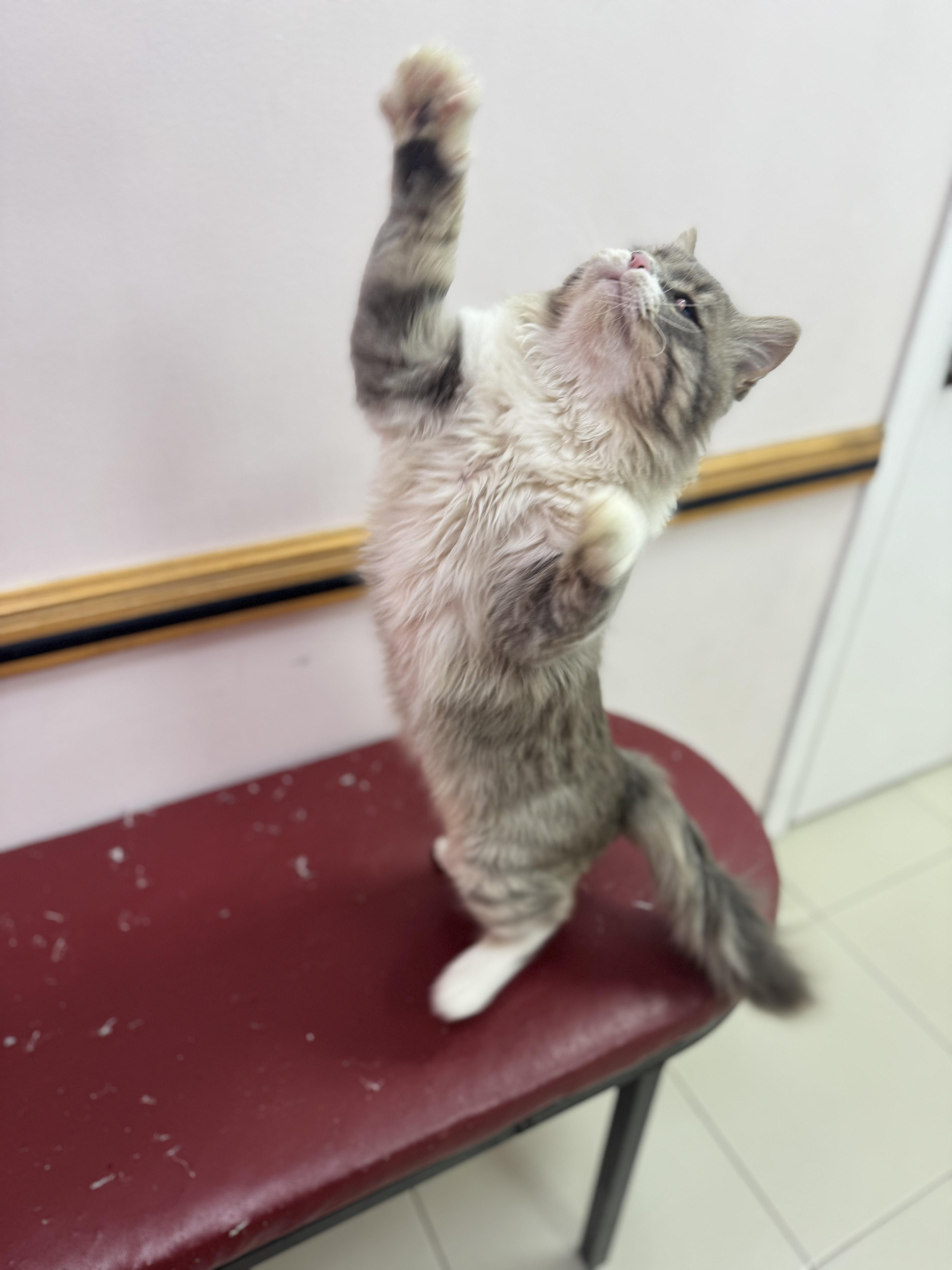 Enlarge Kindly SA Purrsianx, an adoptable mixed breed in New York, NY image 2/3