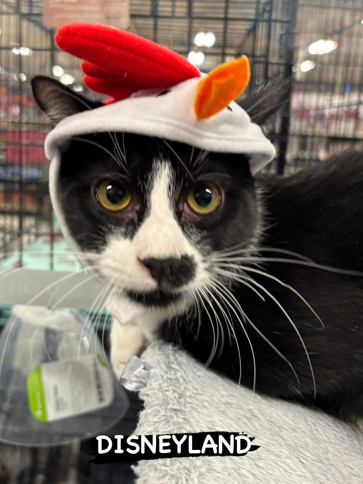 Disneyland, a Adoptable Domestic Short Hair in San Juan Capistrano, CA image 2/5