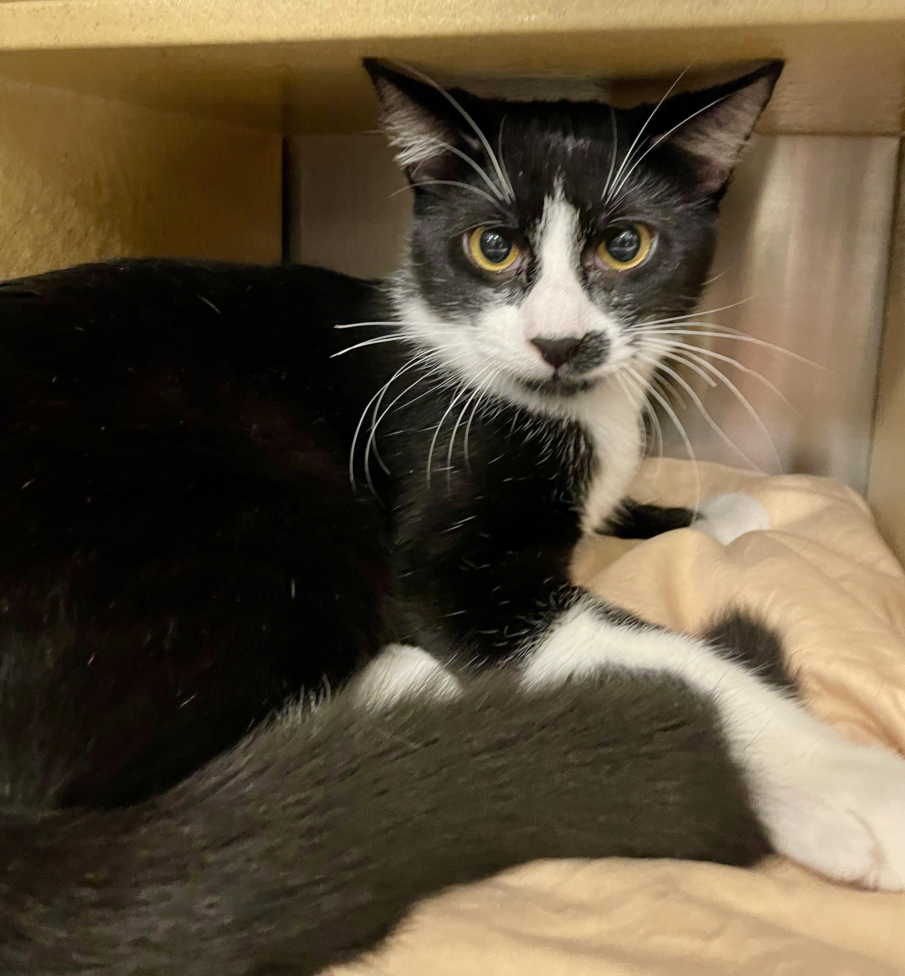 Disneyland, Adoptable, Kitten Male Domestic Short Hair.