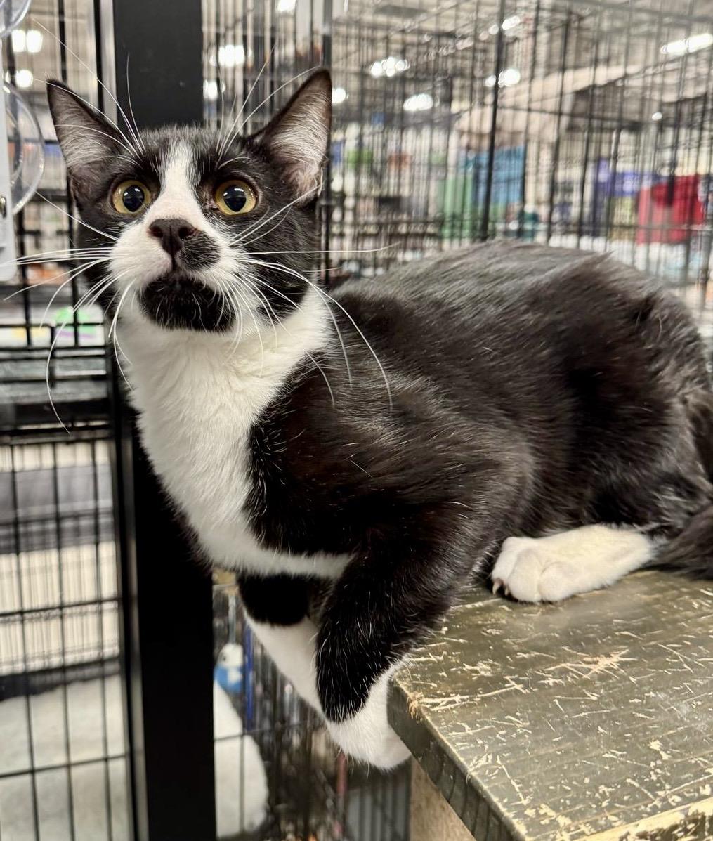 Disneyland, a Adoptable Domestic Short Hair in San Juan Capistrano, CA image 3/5