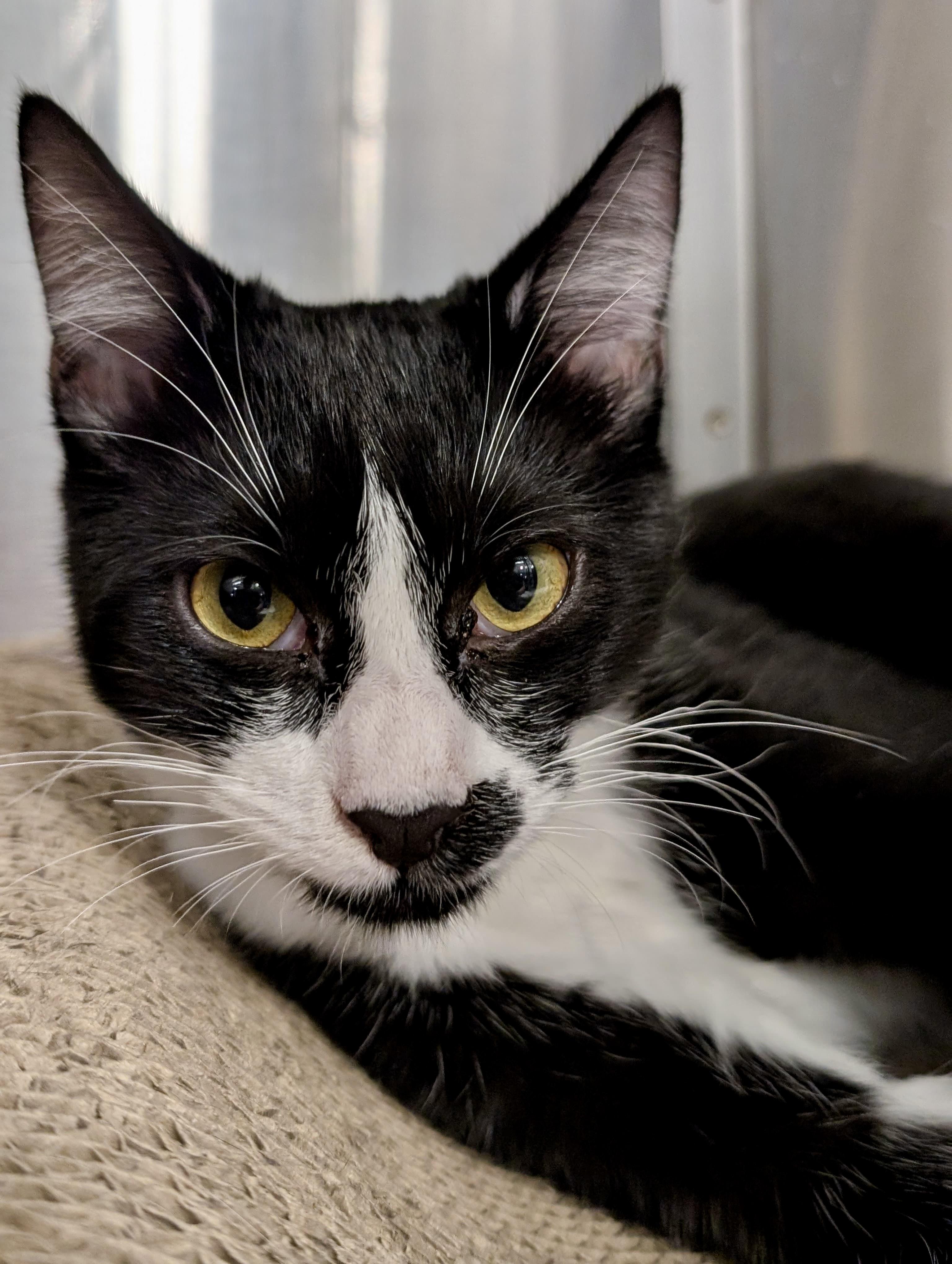 Disneyland, a Adoptable Domestic Short Hair in San Juan Capistrano, CA image 5/5