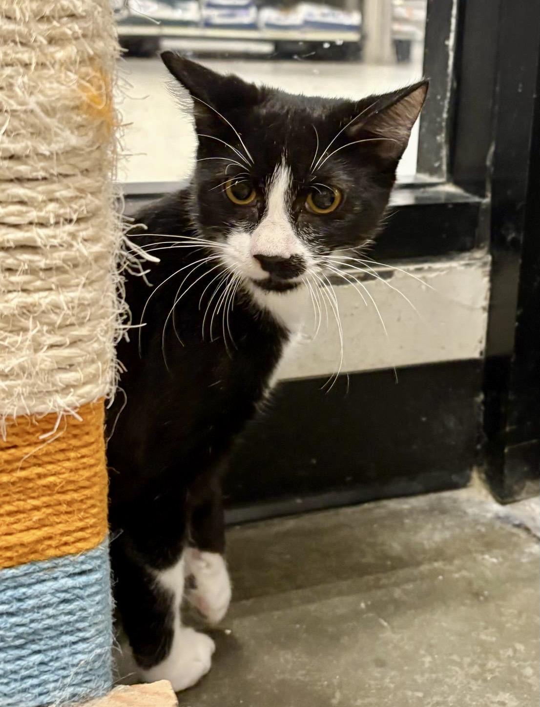 Disneyland, a Adoptable Domestic Short Hair in San Juan Capistrano, CA image 4/5