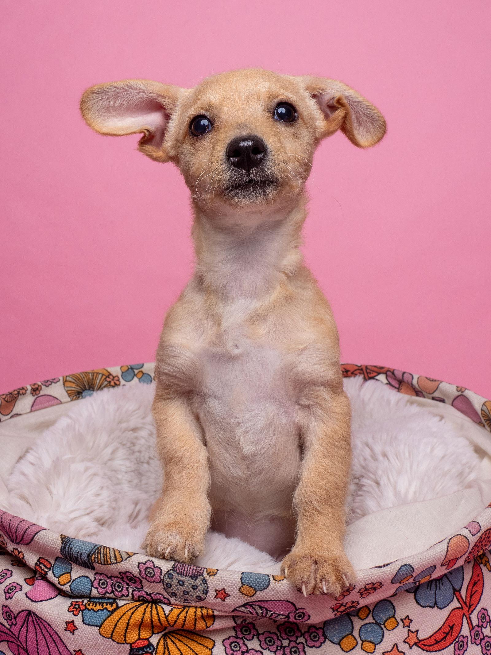 Enlarge AWNW: Gizmo, a Adoptable mixed breed in Palo Alto, CA image 1/3