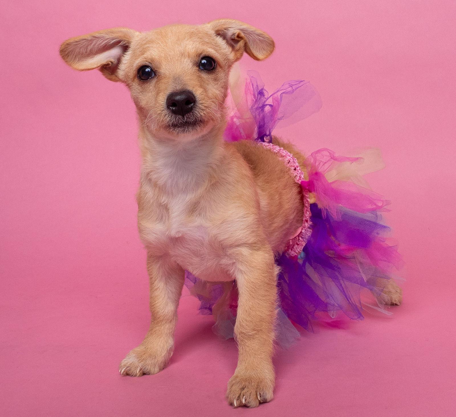 Enlarge AWNW: Gizmo, a Adoptable mixed breed in Palo Alto, CA image 2/3