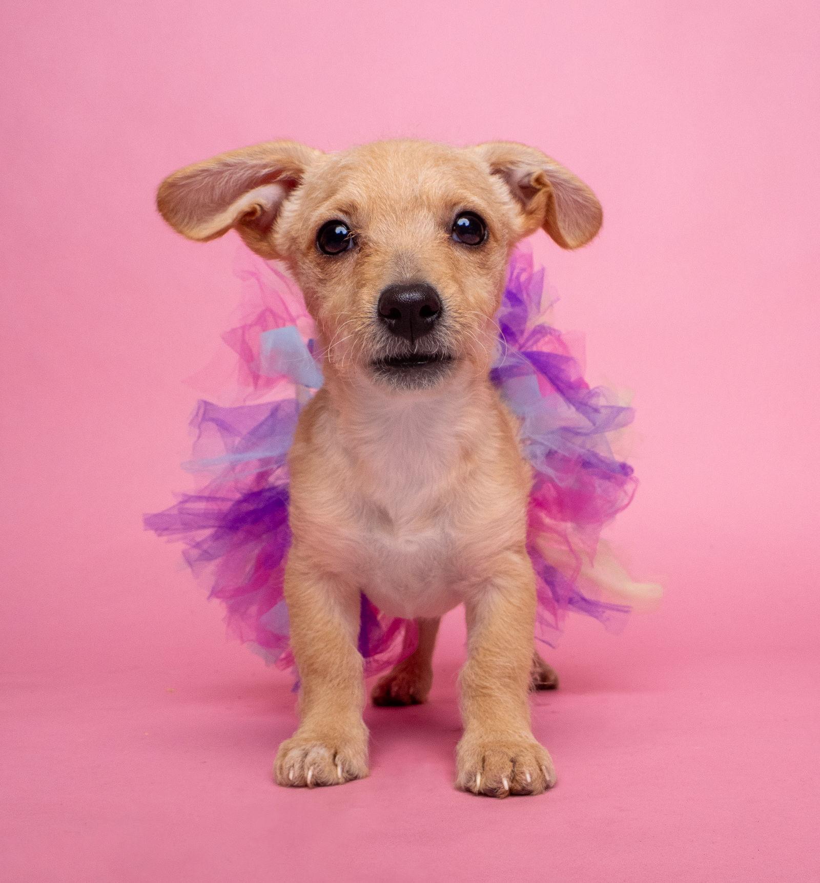 Enlarge AWNW: Gizmo, a Adoptable mixed breed in Palo Alto, CA image 3/3