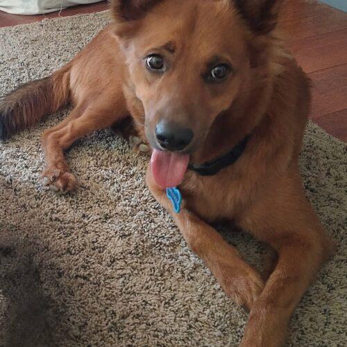 Rusty, Adoptable, Young Male Carolina Dog & Collie.