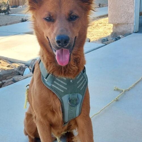 Enlarge Rusty, a Adoptable mixed breed in Coachella, CA image 2/2