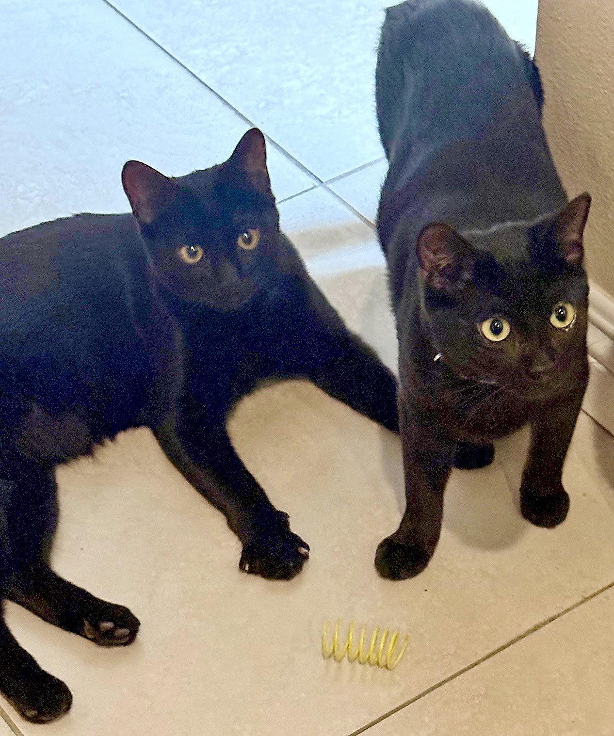 Naranja, Adopted, Young Female Bombay & Domestic Short Hair.