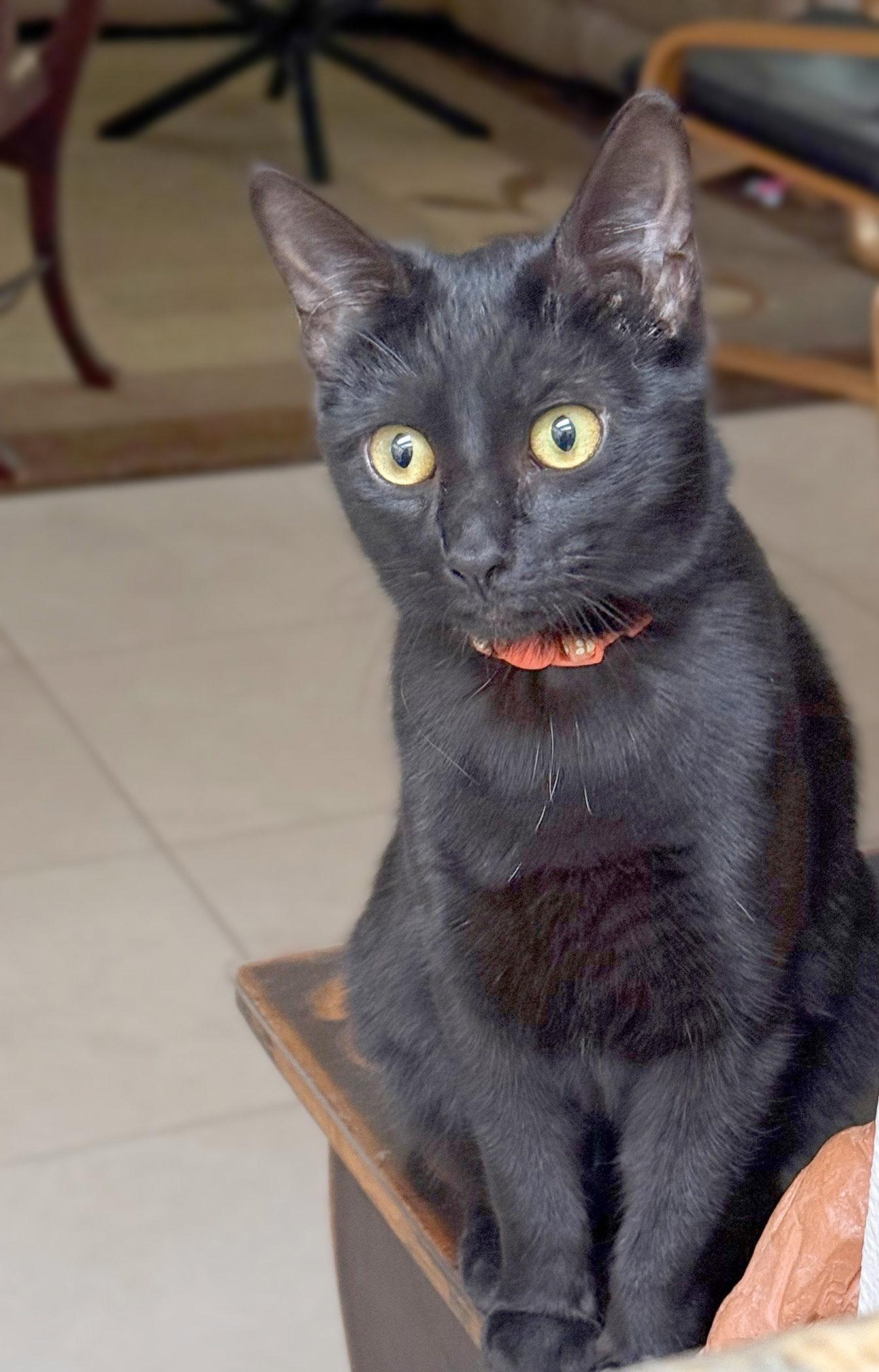 Enlarge Naranja, a Adopted mixed breed in Laguna Niguel, CA image 2/3