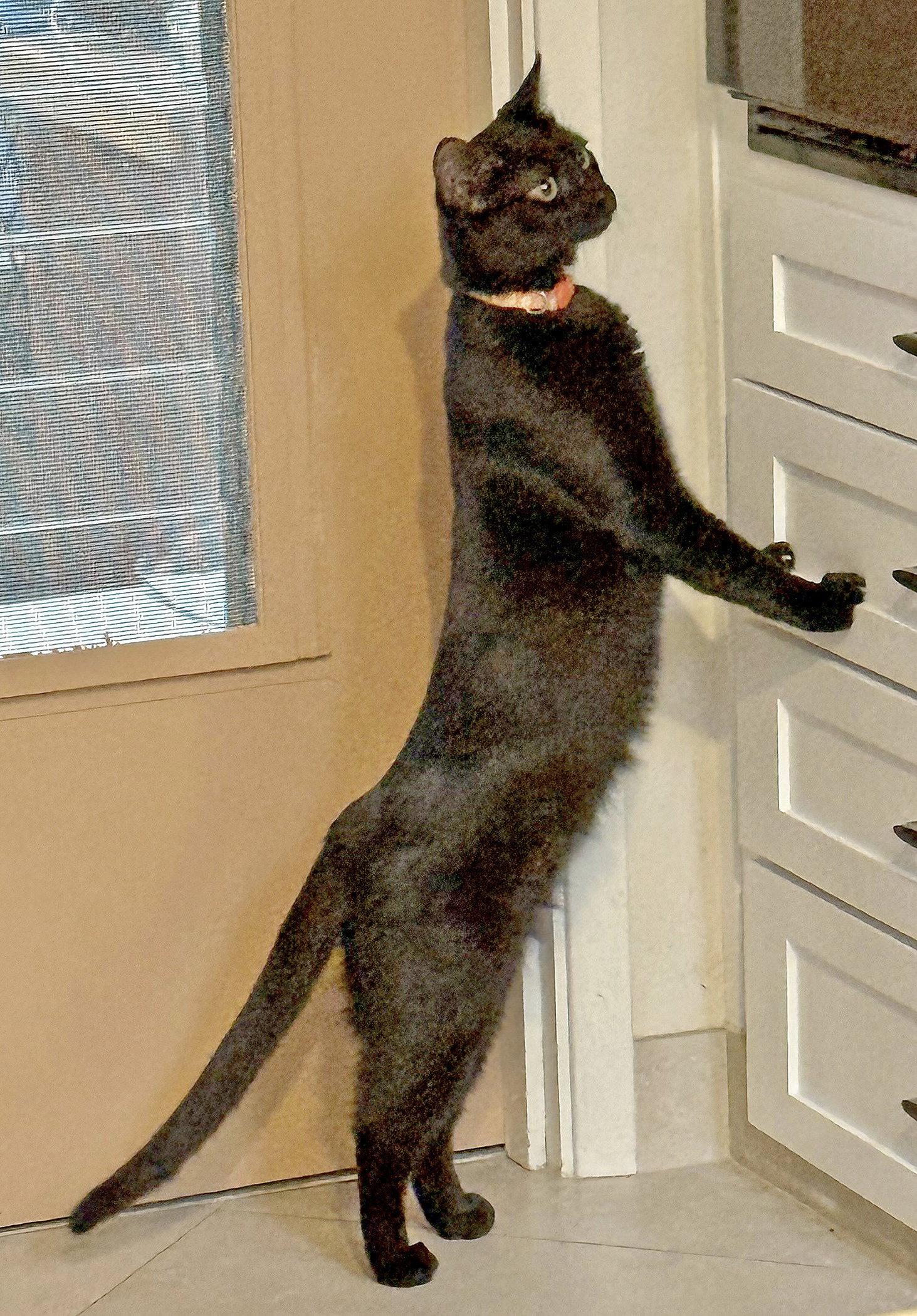 Enlarge Naranja, a Adopted mixed breed in Laguna Niguel, CA image 3/3