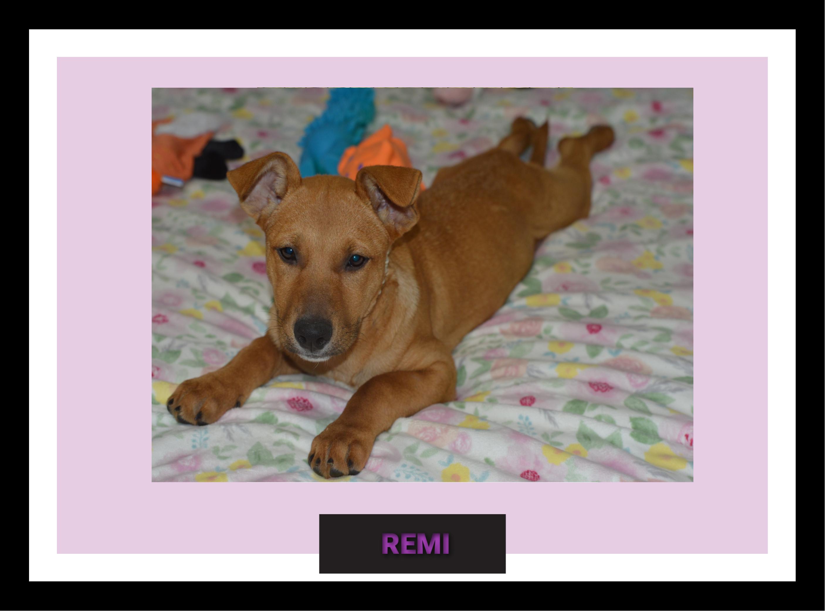 Remi Girl