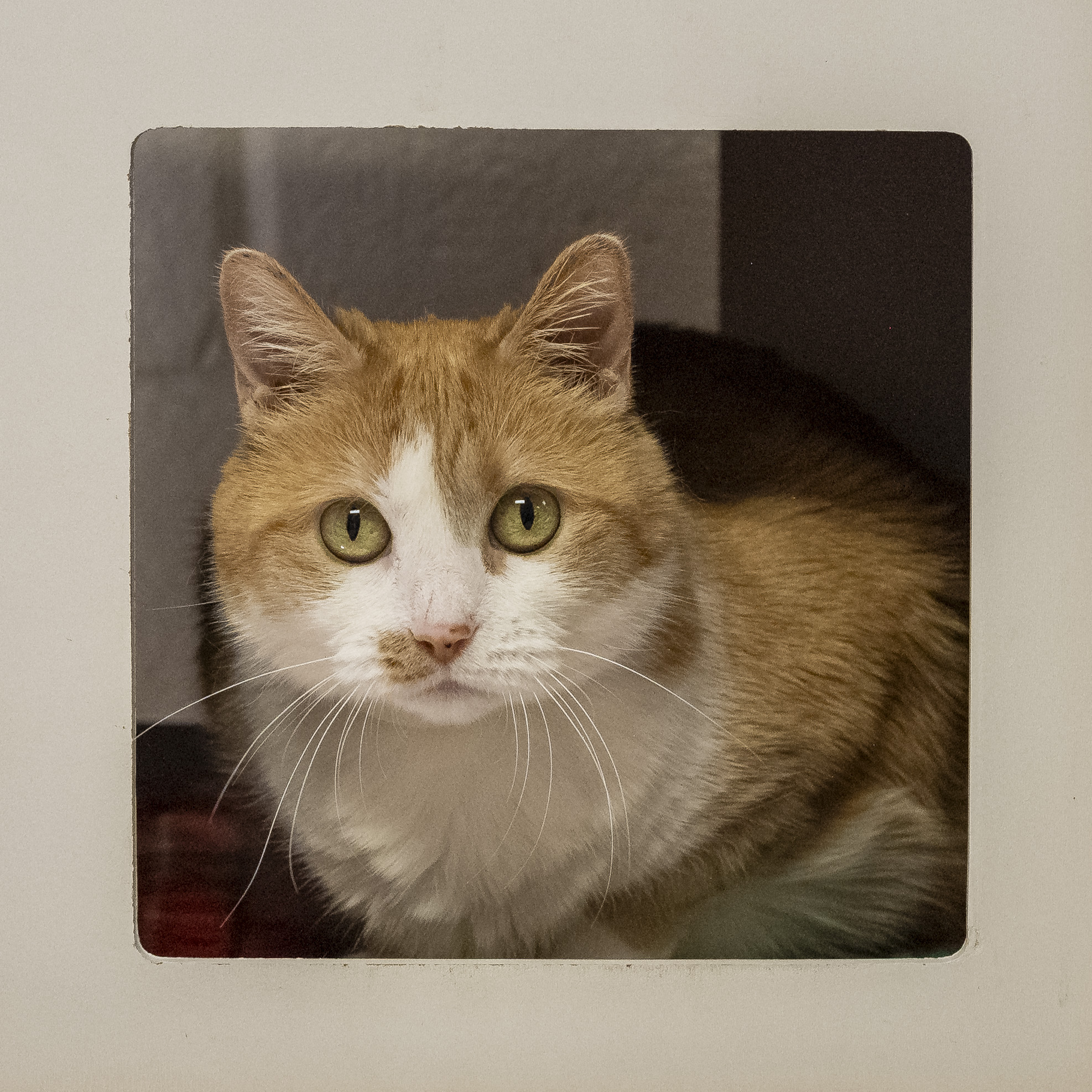 PEACHES, a Adoptable Tabby in Tulsa, OK image 1/2