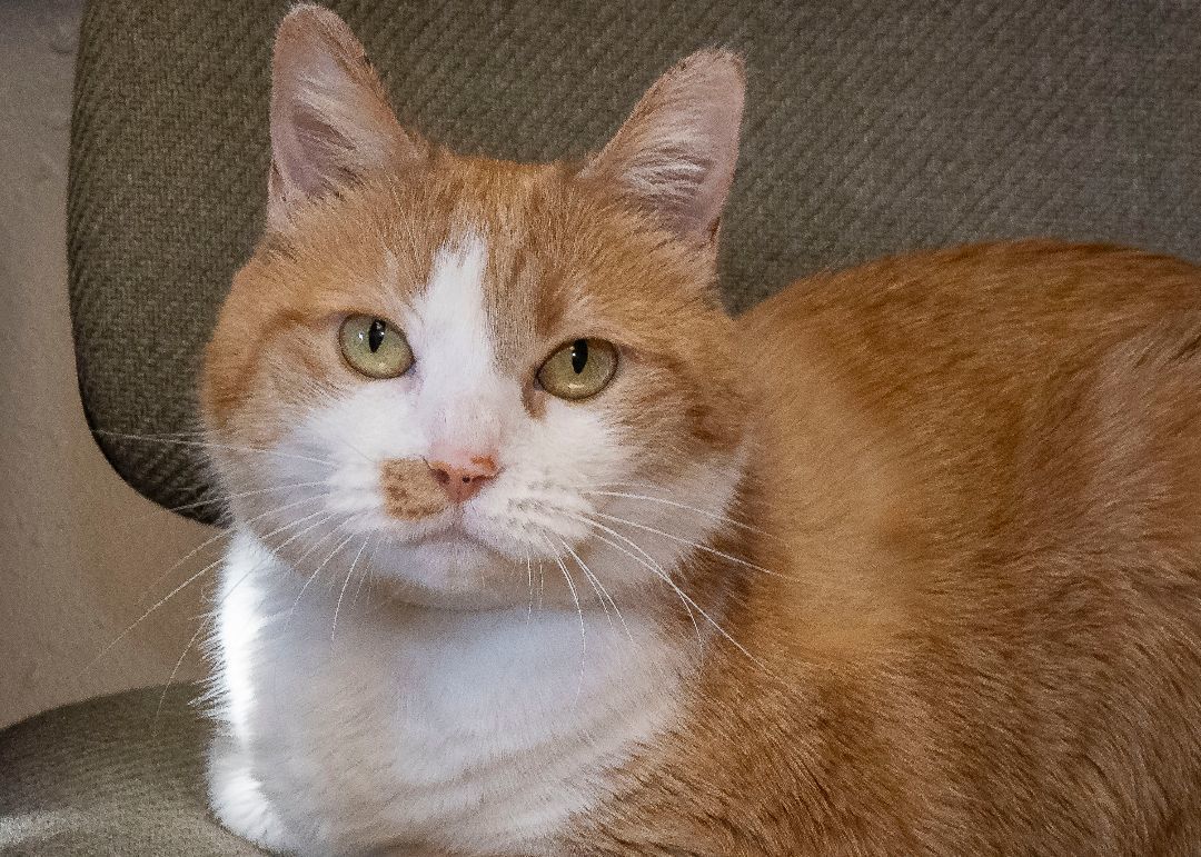 Peaches thumbnail 3