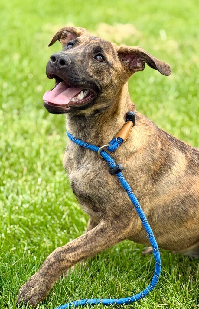 JULIA, Adoptable, Puppy Female Terrier.