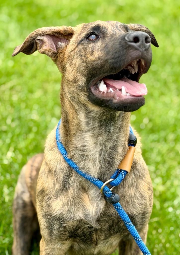 Enlarge JULIA, a Adoptable Terrier in Wintersville, OH image 2/4