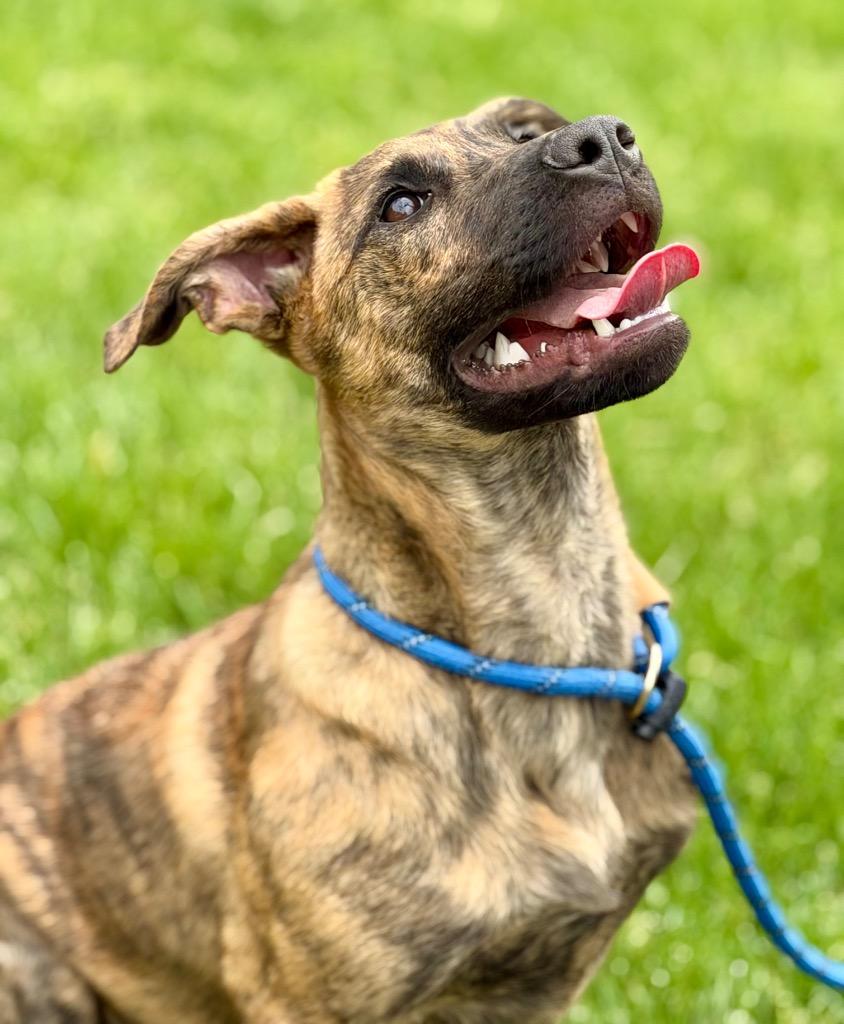 Enlarge JULIA, a Adoptable Terrier in Wintersville, OH image 3/4