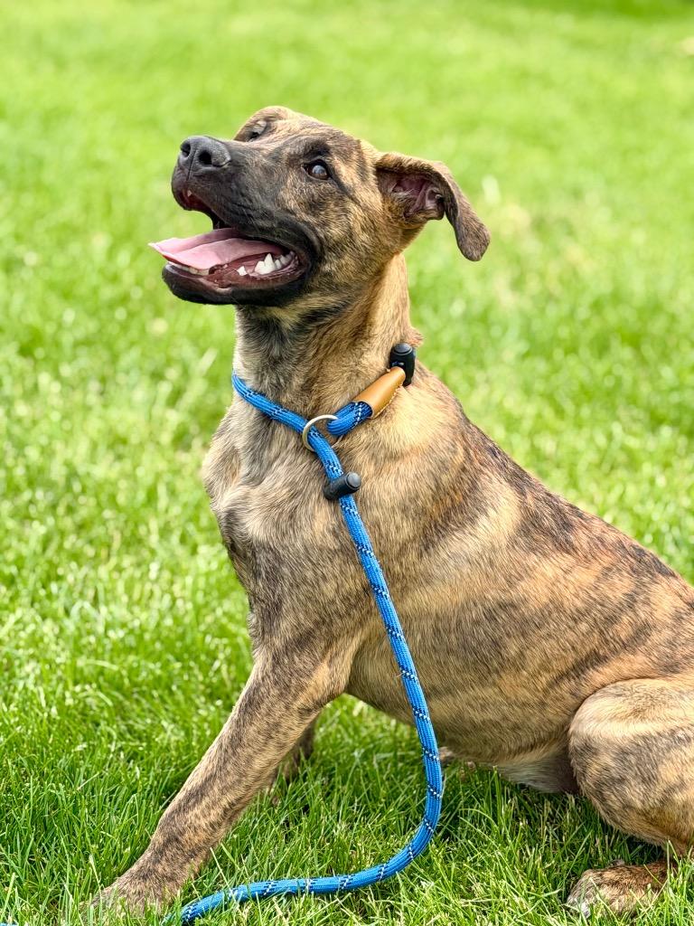 Enlarge JULIA, a Adoptable Terrier in Wintersville, OH image 4/4