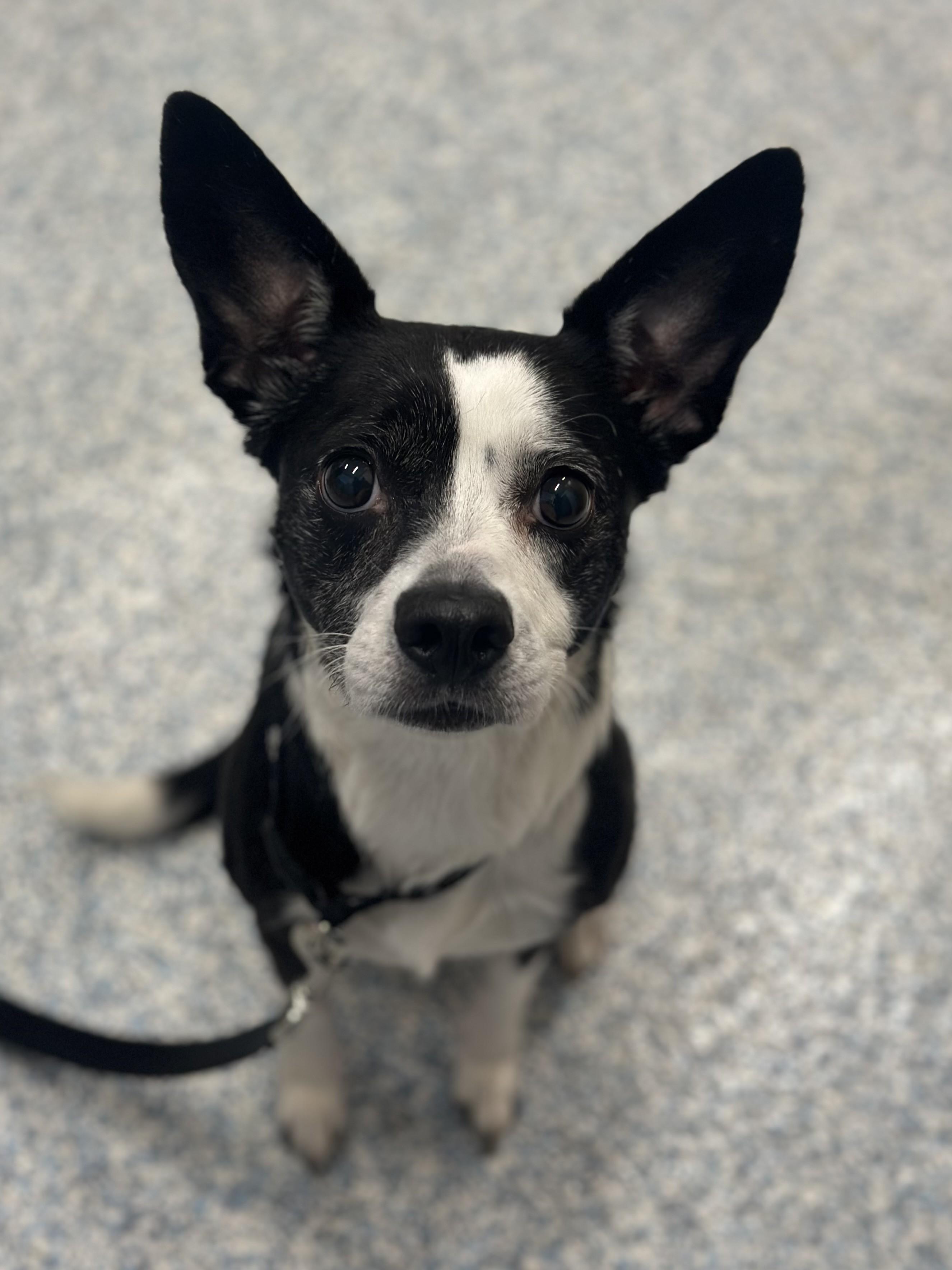 Enlarge Keys, an adopted Mixed Breed in Stafford, VA image 1/3