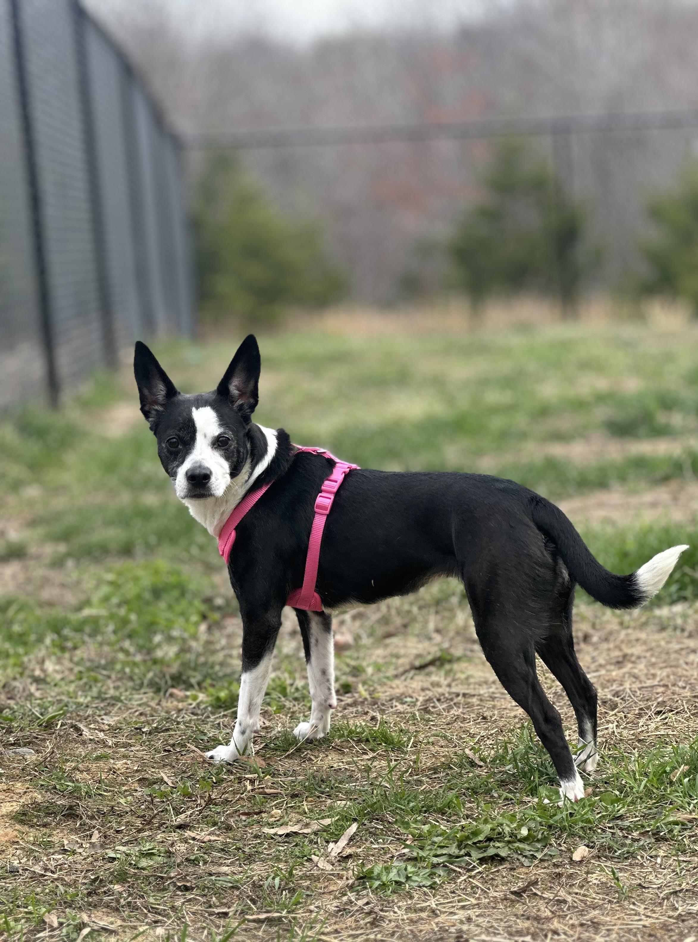 Enlarge Keys, an adopted Mixed Breed in Stafford, VA image 3/3