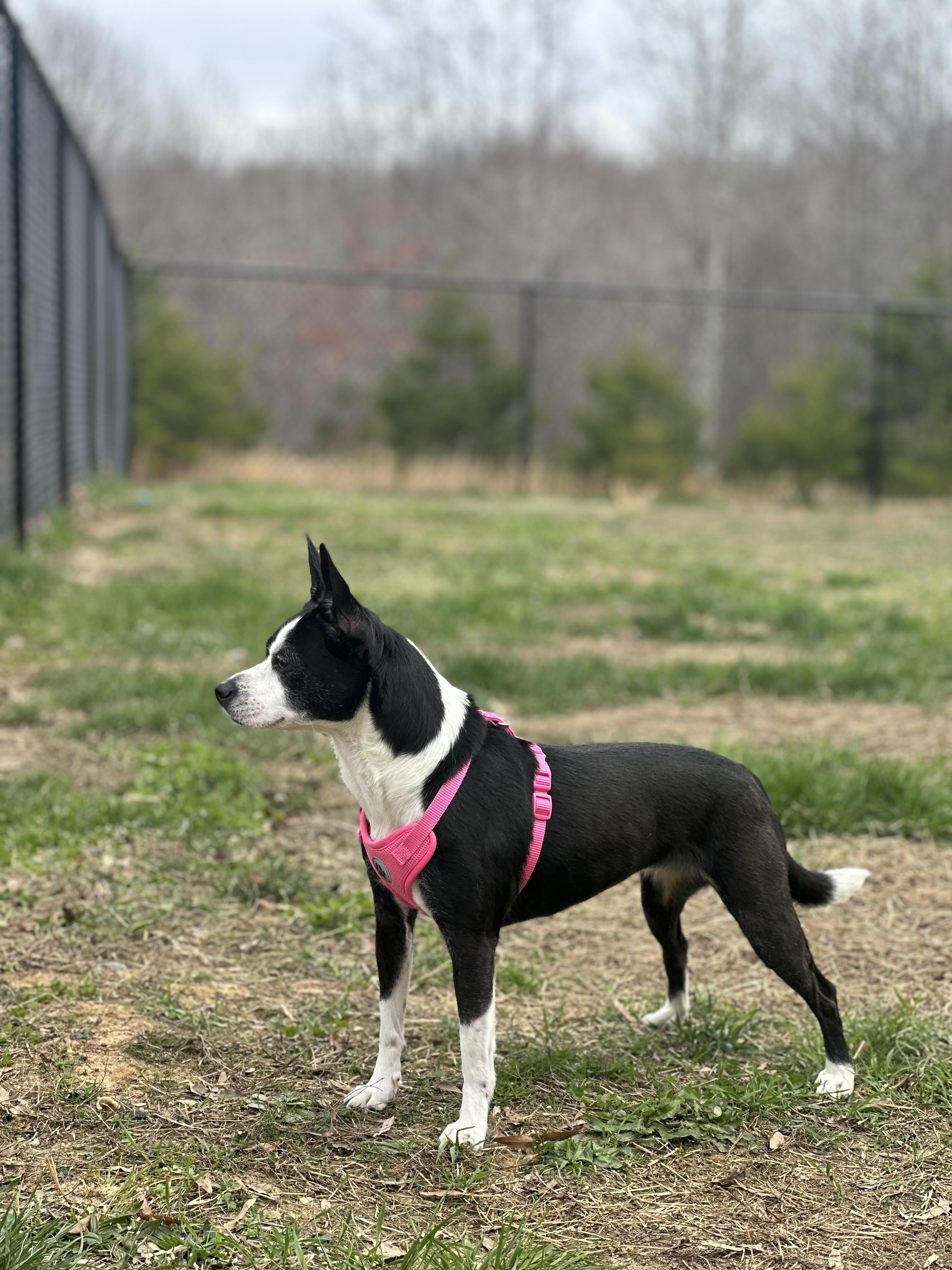 Enlarge Keys, an adopted Mixed Breed in Stafford, VA image 2/3