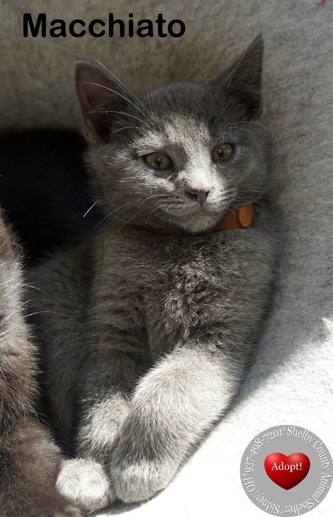 Enlarge Macchiato, a Adopted mixed breed in Sidney, OH image 1/3