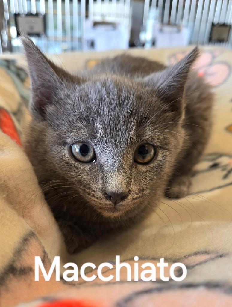 Enlarge Macchiato, a Adopted mixed breed in Sidney, OH image 2/3