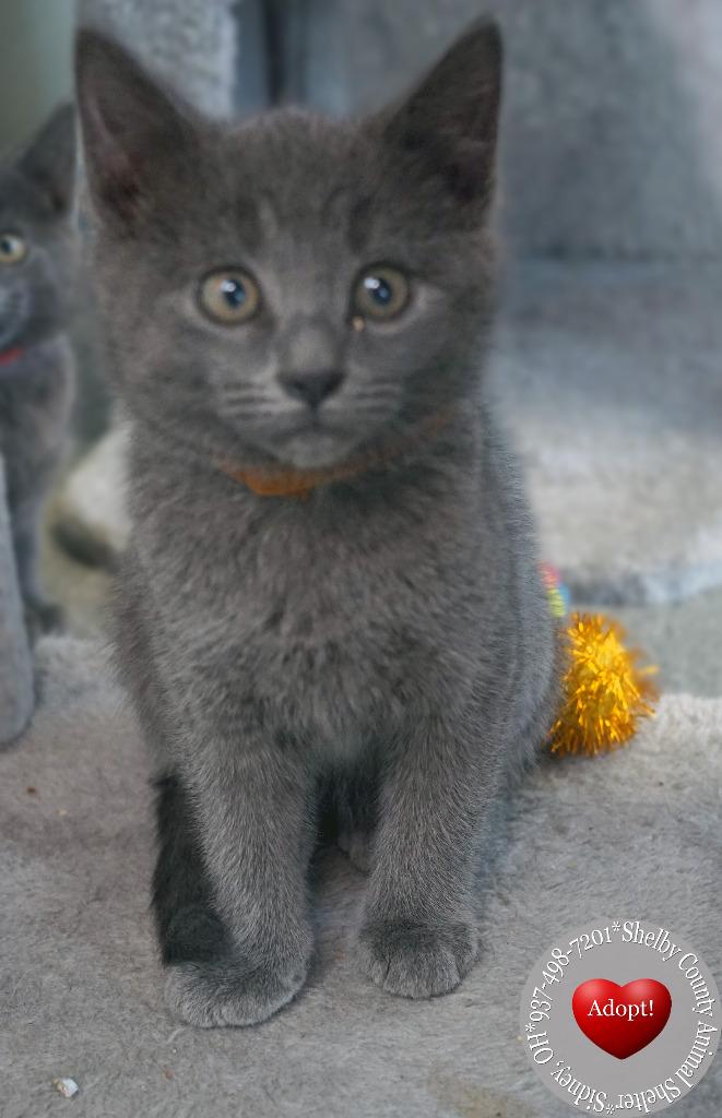 Enlarge Macchiato, a Adopted mixed breed in Sidney, OH image 3/3