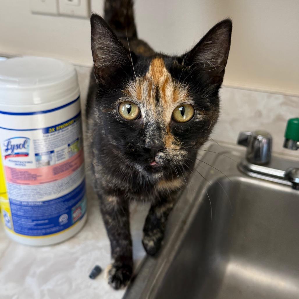 Hadley — thumbnail 2