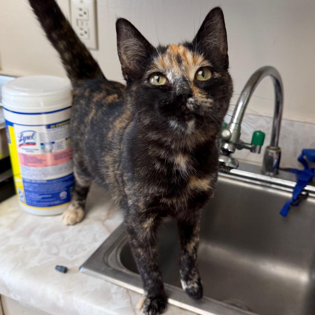 Hadley — thumbnail 3