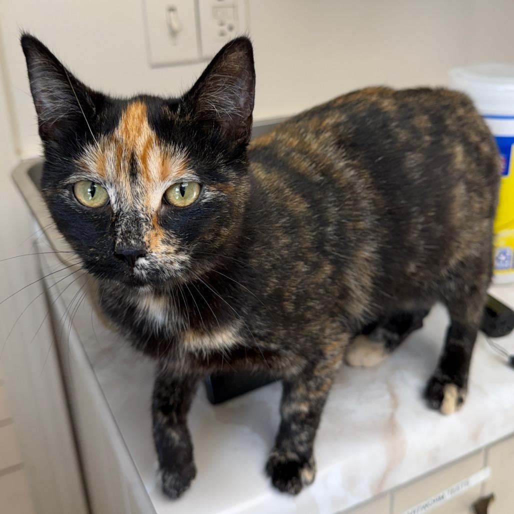 Hadley — thumbnail 4