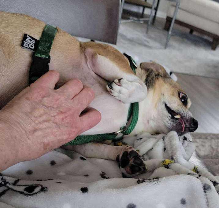 Saul, a Adoptable Chihuahua in Brookshire, TX image 2/4