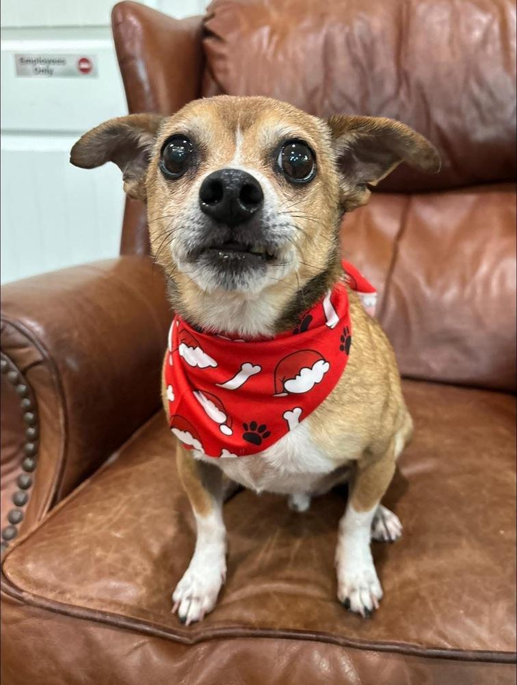 Enlarge Saul, a Adoptable Chihuahua in Brookshire, TX image 2/4