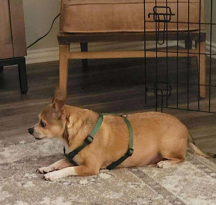 Saul, a Adoptable Chihuahua in Brookshire, TX image 3/4