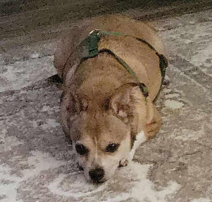 Saul, a Adoptable Chihuahua in Brookshire, TX image 4/4