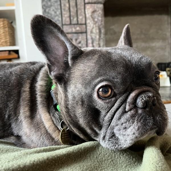 Gotti — thumbnail 2