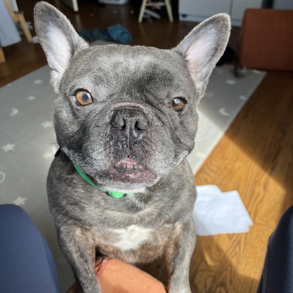 Gotti — thumbnail 3