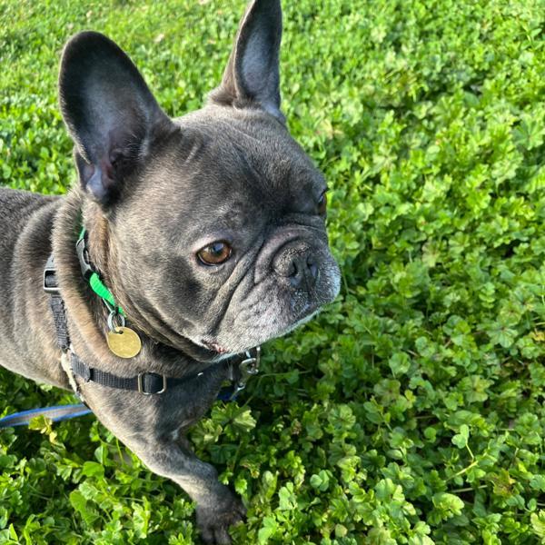 Gotti — thumbnail 4