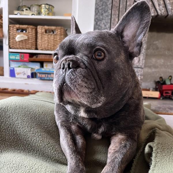 Gotti — thumbnail 5